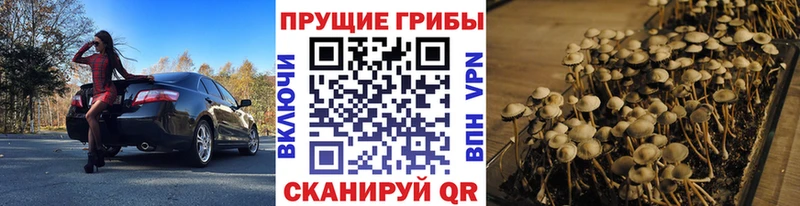 Галлюциногенные грибы Psilocybe  Холм 